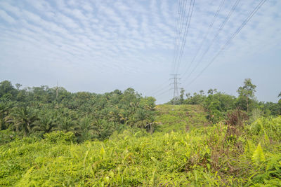 Trees on field against sky