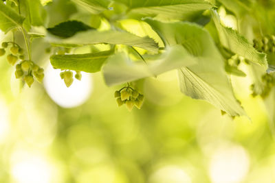 Close-up of leaves on tree