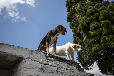 Low angle view of dogs standing against sky