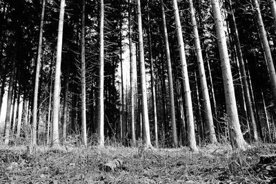 Low angle view of bamboo trees in forest