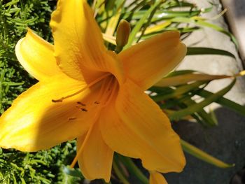 Close-up of day lily plant