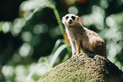 Close-up of a meerkat on rock