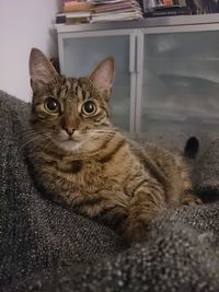 Close-up portrait of cat lying at home