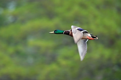 Mallard duck flying against tree