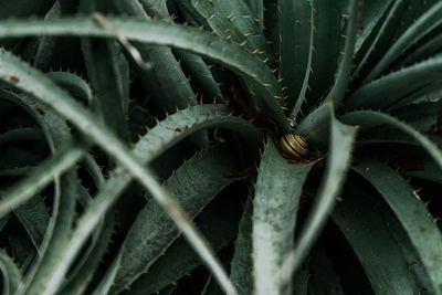 Close-up of succulent plant with snail