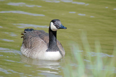 Duck swimming in lake