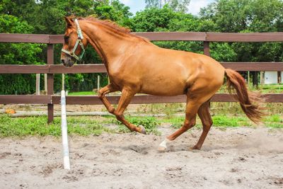 Side view of brown horse jumping over hurdle at ranch