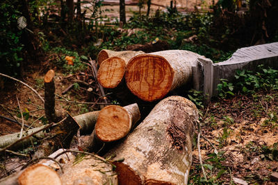 Stack of logs on field in forest