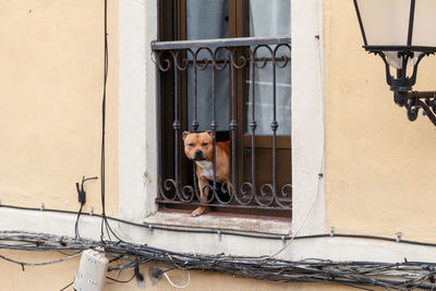 Dog seen through window of house