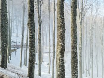 Panoramic shot of pine trees in forest during winter