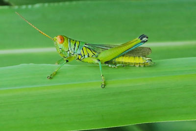 Close-up of insect on green leaf