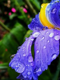 Close-up of raindrops on purple flower