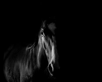Close-up of horse eye against black background