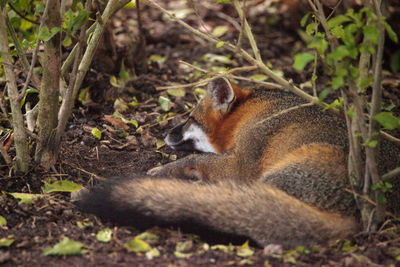 Grey fox urocyon cinereoargenteus curls up for a nap under a tree.
