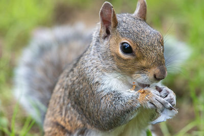 Close-up of squirrel eating food