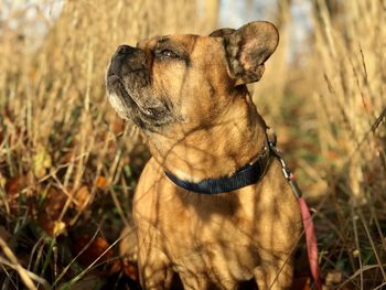 Close-up of a dog looking away