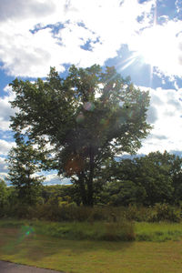 Trees on field against sky