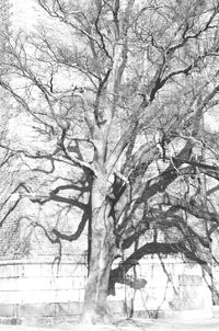 Low angle view of bare trees against sky