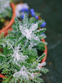 Close-up of purple flowering plant