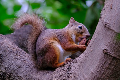 Close-up of squirrel