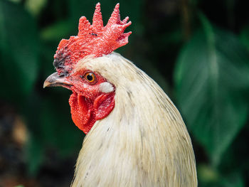 Close-up of rooster