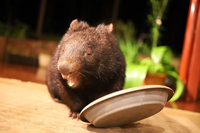 Close-up of australian hairy nosed wombat eating from a dish and smiling