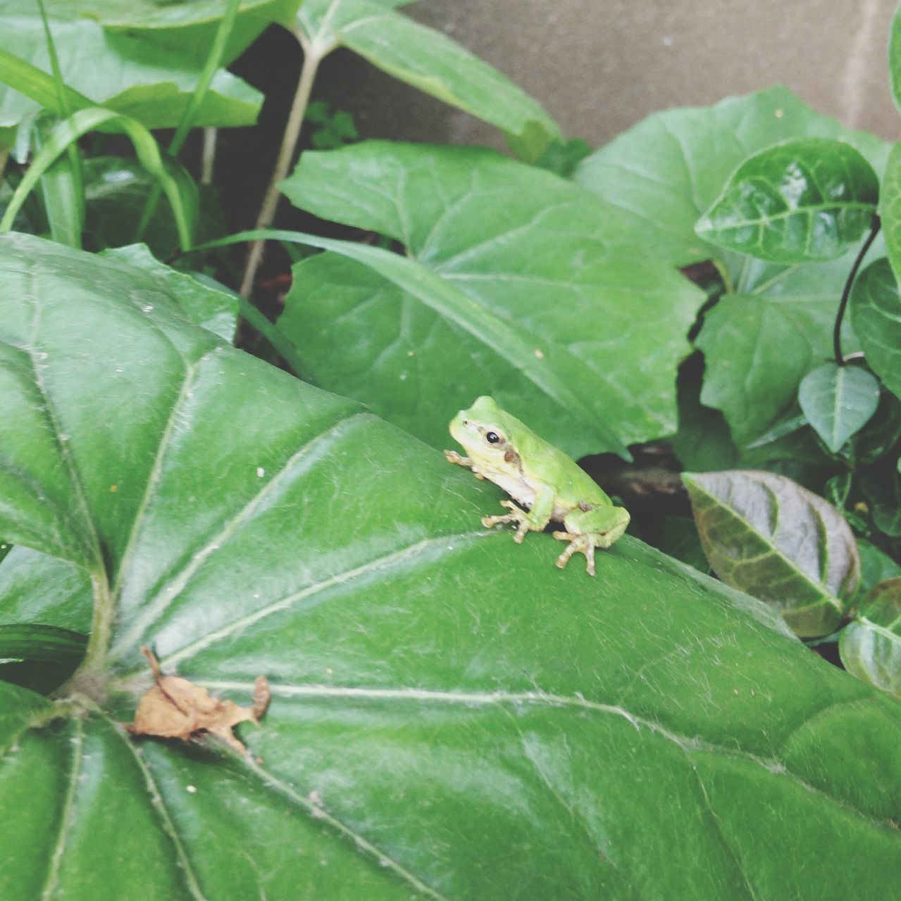 leaf, animal themes, animals in the wild, one animal, wildlife, insect, green color, plant, close-up, leaf vein, nature, growth, high angle view, green, natural pattern, beauty in nature, day, outdoors, no people, focus on foreground