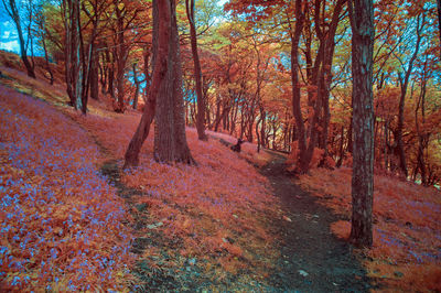 Trees in forest during autumn