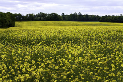 Scenic view of oilseed rape field against sky