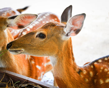 Close-up of deer