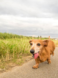 View of a dog on field