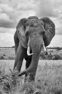 View of elephant on field