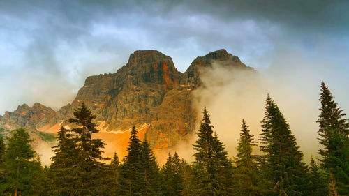 Panoramic view of pine trees against sky