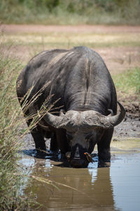 View of horse drinking water