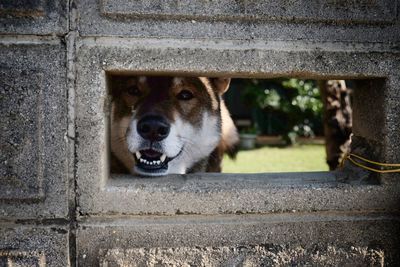 Portrait of dog by wall