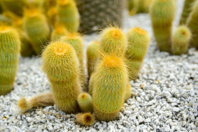 Close-up side view of cactus, thorns, desert tree background