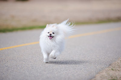 White dog running on road