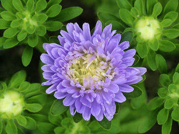 Aster blue flowers in a garden close - up view