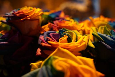 Close-up of yellow roses