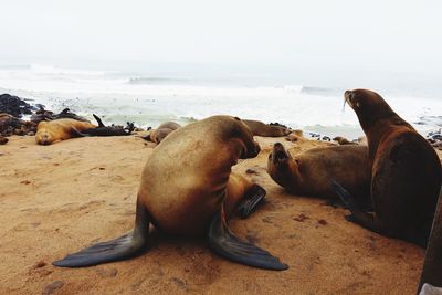 High angle view of sea lion on beach