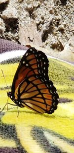 Close-up of butterfly