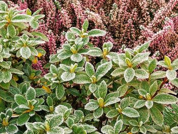 High angle view of frosted plants on field during winter