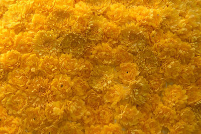 Close-up of yellow flowering plant