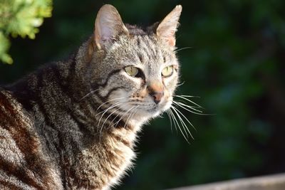 Close-up of a cat looking away