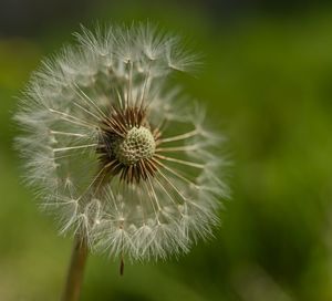 Close-up of dandelion against blurred background