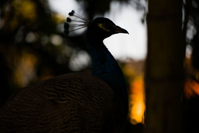 Close-up of a peacock