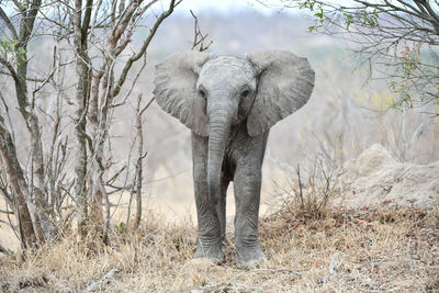 View of elephant in forest