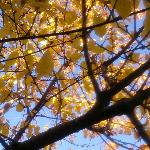 tree, low angle view, branch, growth, yellow, nature, beauty in nature, leaf, autumn, close-up, tranquility, change, season, outdoors, day, backgrounds, full frame, no people, sunlight, sky