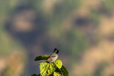 Close-up of bird perching on branch