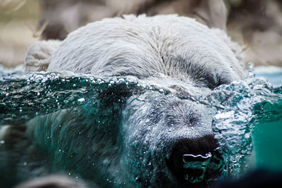 Polar bear is diving with his head under water